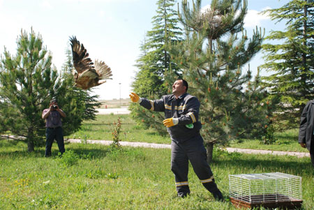 sahinler-dogaya-birakildi.jpg sahinler-dogaya-birakildi.jpg