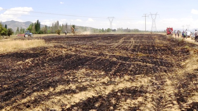 seydisehirde-bugday-tarlasi--(3).jpg