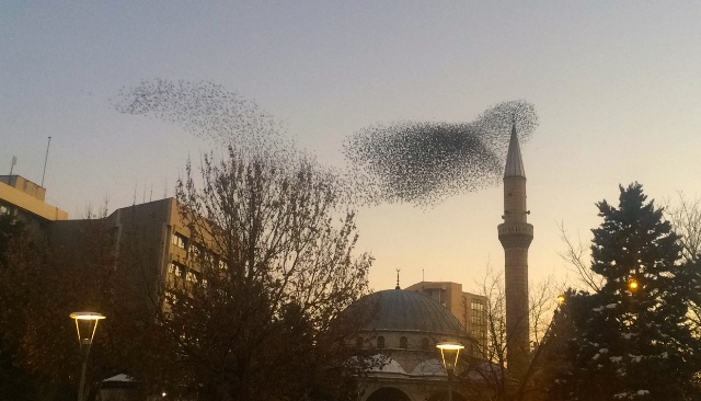 sigircik-kuslari--(4).jpg