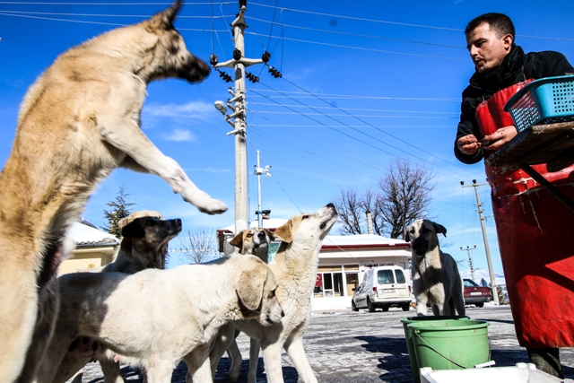sokak-kopekleri-seyyar-balikcinin--(3).jpg