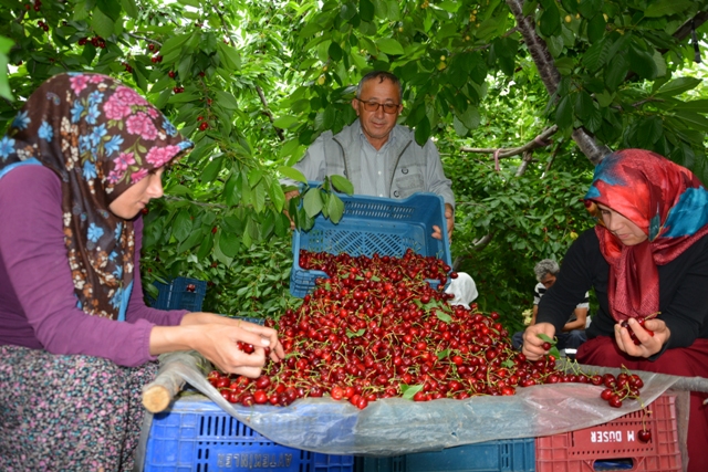 toroslardan-rusyaya-kiraz-ihracati-(2).jpg
