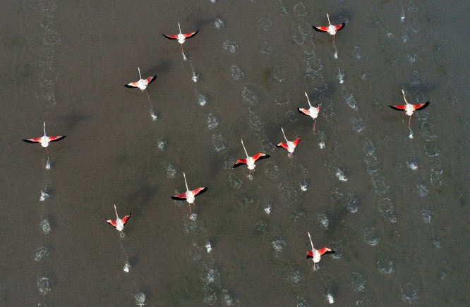 tuz-golu-flamingo-(1).jpg