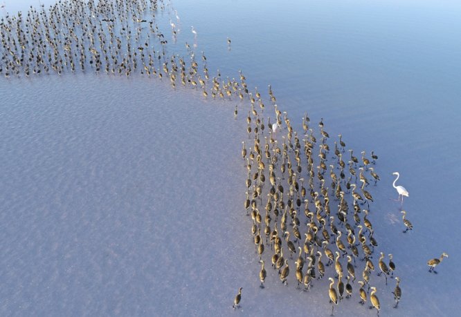 tuz-golu-flamingo-(10).jpg
