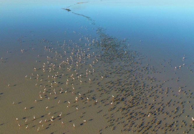 tuz-golu-flamingo-(9).jpg