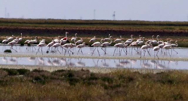tuz-golu-flamingolarin.jpg-10.jpg