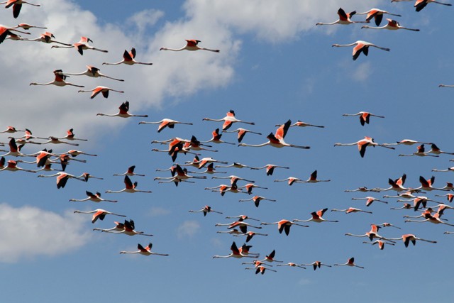 tuz-golu-flamingolarin.jpg-7.jpg