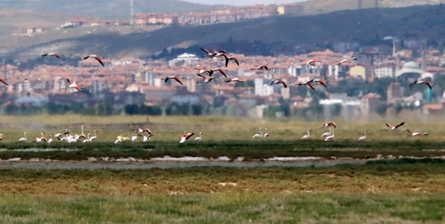 tuz-golu-flamingolarin.jpg-9.jpg