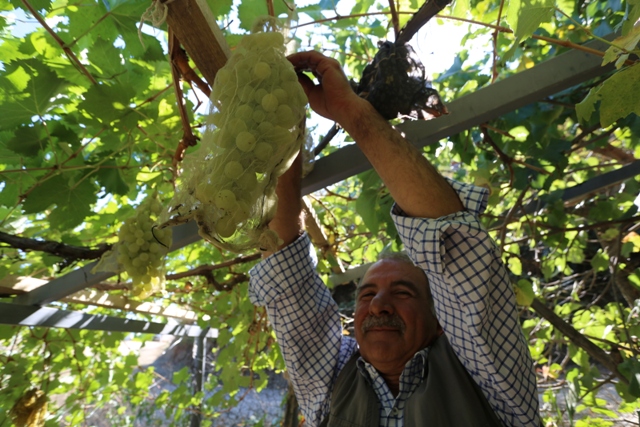 uzum-salkimlarini-kese-ile-koruyor-(3).jpg