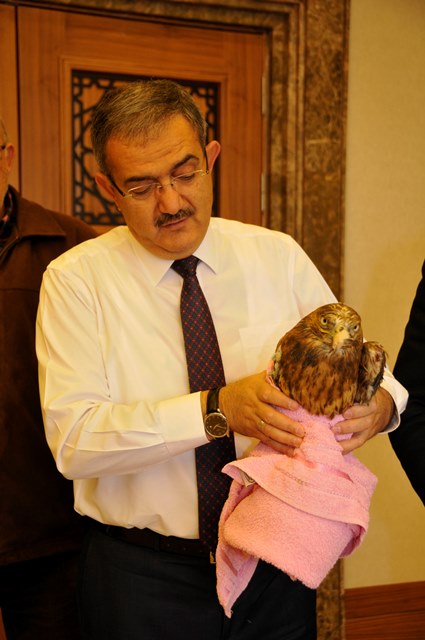 yarali-kizil-sahin-tedavi-altinda-(1).jpg