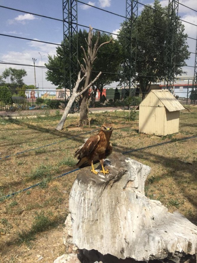 yarali-yabani-hayvanlar-bu-merkezde--(3).jpg