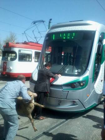 yeni-tramvaylar-(2).jpg